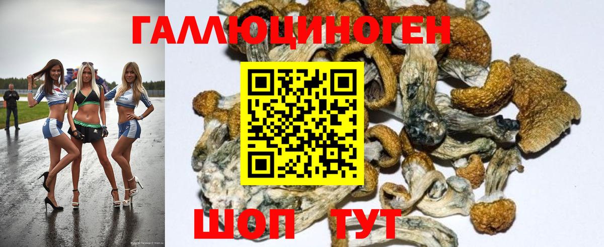 Братск  Псилоцибиновые грибы Psilocybe  Вход с VPN 